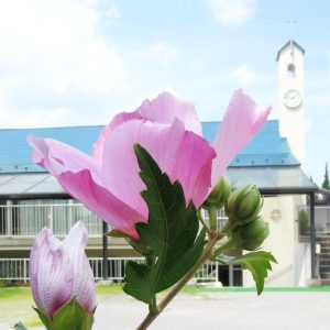 教会の草花