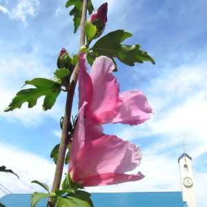 教会の草花